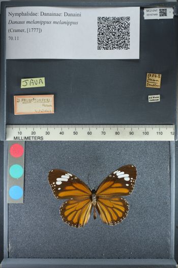 Media type: image;   Entomology 167449